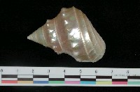 藏品(玉珠銀鐘螺)的圖片